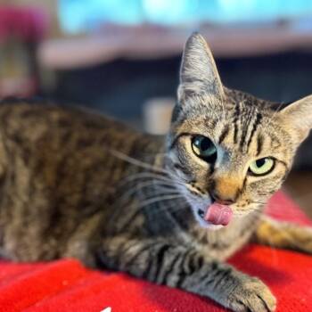 Rescue Domestic Short Hair Cats for Adoption in Tucson, Arizona - Dusty | PetCurious