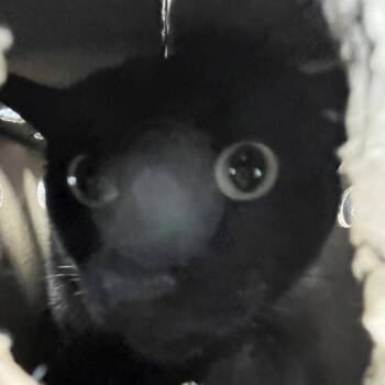 Jack -  Domestic Short Hair Cat for Adoption in Philadelphia, Pennsylvania - Jack | PetCurious
