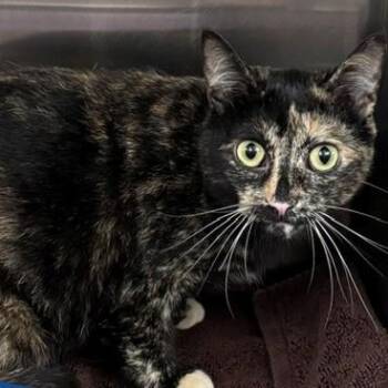 Baby -  Domestic Short Hair Cat for Adoption in Allegan, Michigan - Baby | PetCurious