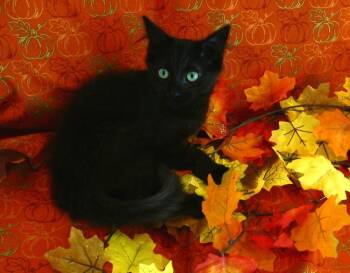Samson -  Domestic Medium Hair and Domestic Short Hair Cat for Adoption in Greensboro, North Carolina - Samson | PetCurious