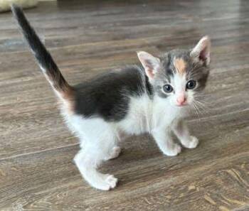 Hope -  Domestic Short Hair Cat for Adoption in West Memphis, Arkansas - Hope | PetCurious