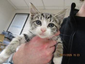 (626) -  Domestic Short Hair Cat for Adoption in Marietta, Georgia - (626) | PetCurious