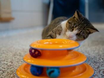 Ellie -  Domestic Short Hair Cat for Adoption in Golden Valley, Minnesota - Ellie | PetCurious