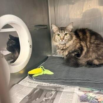 Chillona -  Domestic Medium Hair Cat for Adoption in Hawthorne, California - Chillona | PetCurious
