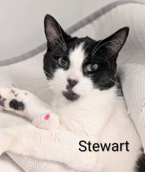 Stewart -  Domestic Short Hair Cat for Adoption in Flint, Michigan - Stewart | PetCurious
