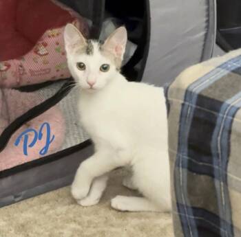 Turkish Van and Domestic Short Hair Cats Available for Adoption - PJ #dustbin-litter | PetCurious
