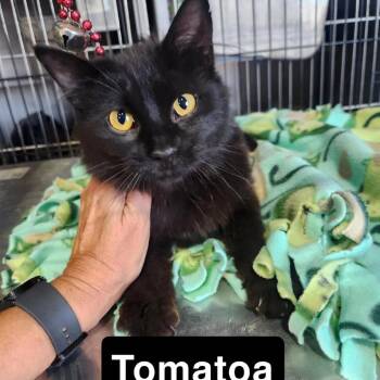 Tomatoa -  Domestic Medium Hair Cat for Adoption - Tomatoa | PetCurious