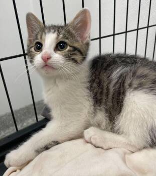 Domestic Short Hair Cats Available for Adoption in Jackson, Michigan - Jelly Bean | PetCurious