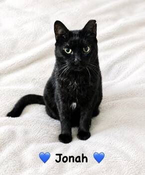 Jonah -  Domestic Short Hair Cat for Adoption in Copley, Ohio - Jonah | PetCurious