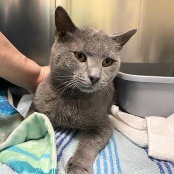 Domestic Short Hair Cats Available for Adoption in Richmond, Virginia - Mapalo | PetCurious