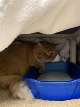 Poupou -  Domestic Medium Hair and Domestic Short Hair Cat for Adoption in Montreal, Quebec - Poupou | PetCurious