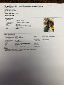 Domestic Short Hair Cats Available for Adoption in Corpus Christi, Texas - Ronpa | PetCurious