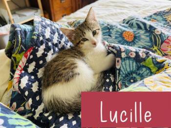 Lucille -  Domestic Short Hair Cat for Adoption in Union Grove, Wisconsin - Lucille | PetCurious