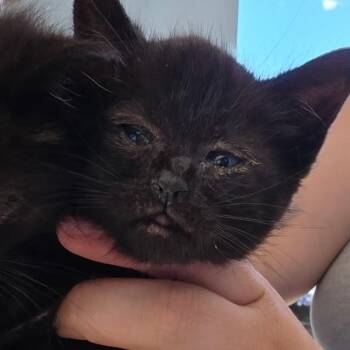 Flop -  Domestic Short Hair Cat for Adoption in Klamath Falls, Oregon - Flop | PetCurious