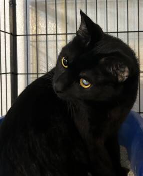 Bella -  Domestic Short Hair Cat for Adoption in Baldwin, Michigan - Bella | PetCurious