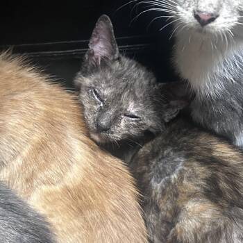 Salad -  Domestic Short Hair Cat for Adoption in Philadelphia, Pennsylvania - Salad | PetCurious