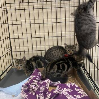 WAGS-Stray-22265_2 -  Domestic Short Hair Cat for Adoption in Westminster, California - WAGS-Stray-22265_2 | PetCurious