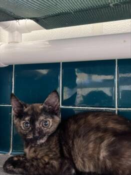 Turtle -  Domestic Short Hair Cat for Adoption in Honolulu, Hawaii - Turtle | PetCurious