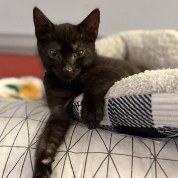 Domestic Short Hair Cats Available for Adoption in Baltimore, Maryland - Bonks 3 | PetCurious