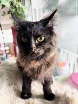 Rescue Domestic Medium Hair Cats for Adoption in Los Angeles, California - Scarlet | PetCurious