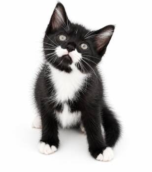 Blueberry is a baby beauty -  Tuxedo Cat for Adoption in Bedford Hills, New York - Blueberry Is A Baby Beauty | PetCurious