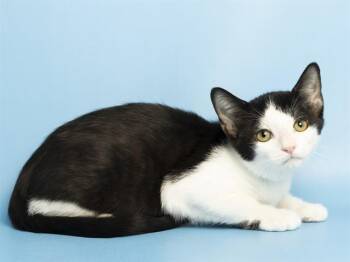 MIA -  Domestic Short Hair Cat for Adoption in Phoenix, Arizona - MIA | PetCurious