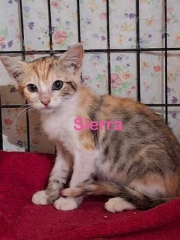 SIERRA Kitten -  Calico Cat for Adoption in New Bern, North Carolina - SIERRA Kitten | PetCurious