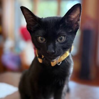 Rescue Domestic Short Hair Cats for Adoption in Boerne, Texas - Bogey | PetCurious