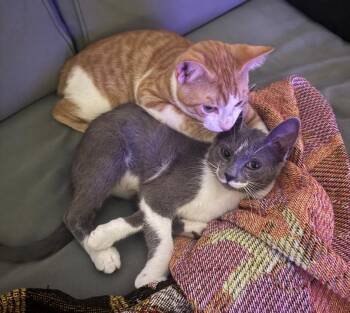 Rookie -  Domestic Short Hair Cat for Adoption in Sedalia, Colorado - Rookie | PetCurious