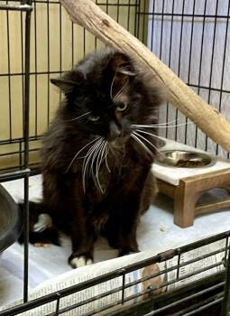 Domestic Long Hair Cats Available for Adoption in Port Barrington, Illinois - Bryce | PetCurious