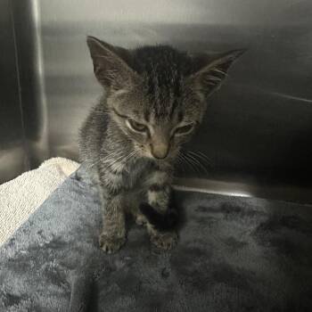 Brown Sugar 29781 -  Domestic Short Hair Cat for Adoption in Middleburg, Florida - Brown Sugar 29781 | PetCurious