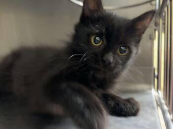 Rescue Domestic Medium Hair Cats for Adoption in Petersburg, Illinois - Peter Pan | PetCurious
