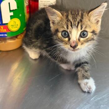 TUSC-Stray-85827_2_3_4_5 -  Domestic Short Hair Cat for Adoption in Tuscaloosa, Alabama - TUSC-Stray-85827_2_3_4_5 | PetCurious