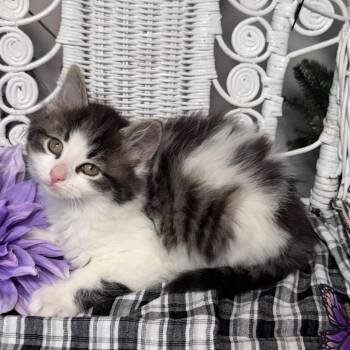 Domestic Long Hair Cats Available for Adoption in Eaton Rapids, Michigan - Swirly Pockets 56100 | PetCurious