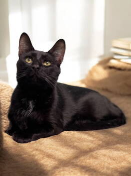 Rescue Domestic Short Hair Cats for Adoption in Champaign, Illinois - Nicolas | PetCurious