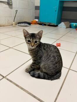 Mary (Margaret Kit) -  Domestic Long Hair Cat for Adoption in Big Spring, Texas - Mary (Margaret Kit) | PetCurious