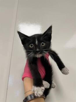 ADRIAN - ADOPTION PENDING -  Domestic Short Hair Cat for Adoption in Ontario, California - ADRIAN - ADOPTION PENDING | PetCurious