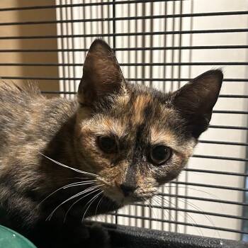 LLRF-Stray-137_2_3 -  Domestic Short Hair Cat for Adoption in Calimesa, California - LLRF-Stray-137_2_3 | PetCurious