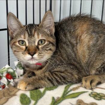 Salem -  Domestic Short Hair Cat for Adoption in Buffalo, New York - Salem | PetCurious