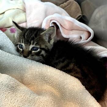 Beau -  Domestic Short Hair Cat for Adoption in Rocky Mount, Virginia - Beau | PetCurious