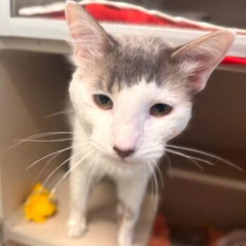 Domestic Long Hair Cats Available for Adoption in Wheeling, Illinois - Tejano | PetCurious