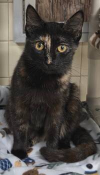 Domestic Short Hair Cats Available for Adoption in Olean, New York - Brindle | PetCurious