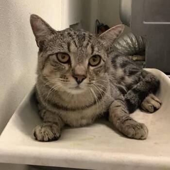 Patroclus -  Domestic Short Hair Cat for Adoption in Hawthorne, California - Patroclus | PetCurious