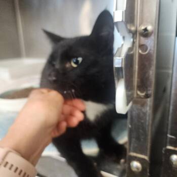 Mister -  Domestic Short Hair Cat for Adoption in Evensville, Tennessee - Mister | PetCurious