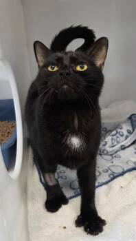 Luna -  Domestic Short Hair Cat for Adoption in Delson, Quebec - Luna | PetCurious