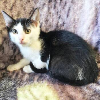 Badger -  Domestic Short Hair Cat for Adoption in Mt. Juliet, Tennessee - Badger | PetCurious