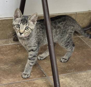 June -  Domestic Short Hair Cat for Adoption in South Bend, Indiana - June | PetCurious