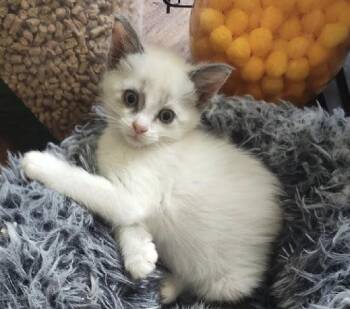 Snowshoe Cats Available for Adoption - Sarasota And Spokane (MUST Be Adopted Together) | PetCurious