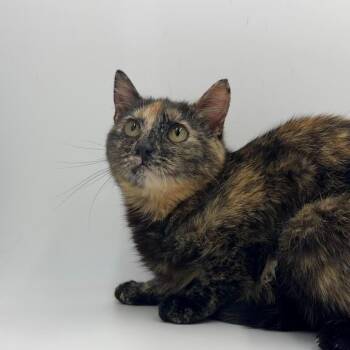 Domestic Short Hair Cats Available for Adoption in State College, Pennsylvania - Ramona | PetCurious