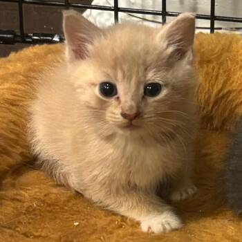 Domestic Short Hair Cats Available for Adoption - Amado | PetCurious